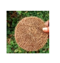 Palmera Natural Coir Utensil Round Scrub  (Pack of 5)